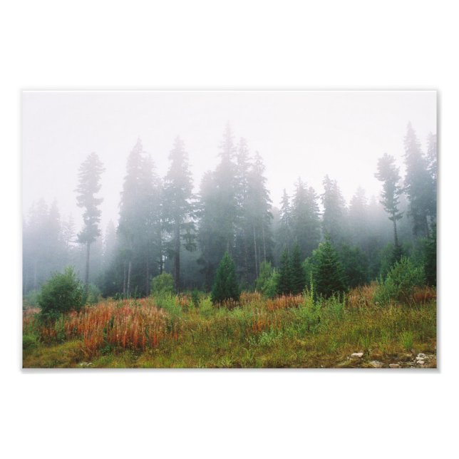 Forrest morning , Kodak Professional P Photo Print (Front)