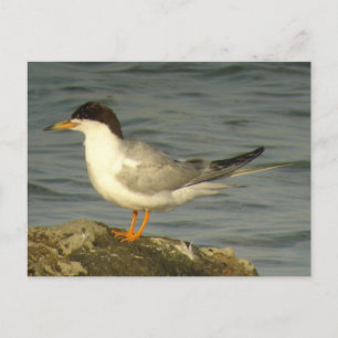 Forster's Tern Postcard