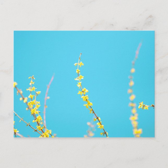 Forsythia 3 postcard (Front)