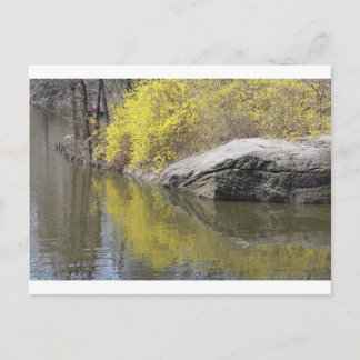 forsythia and reflection postcard