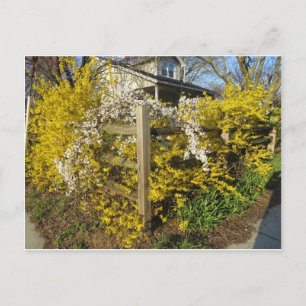 Forsythia Fence Postcard