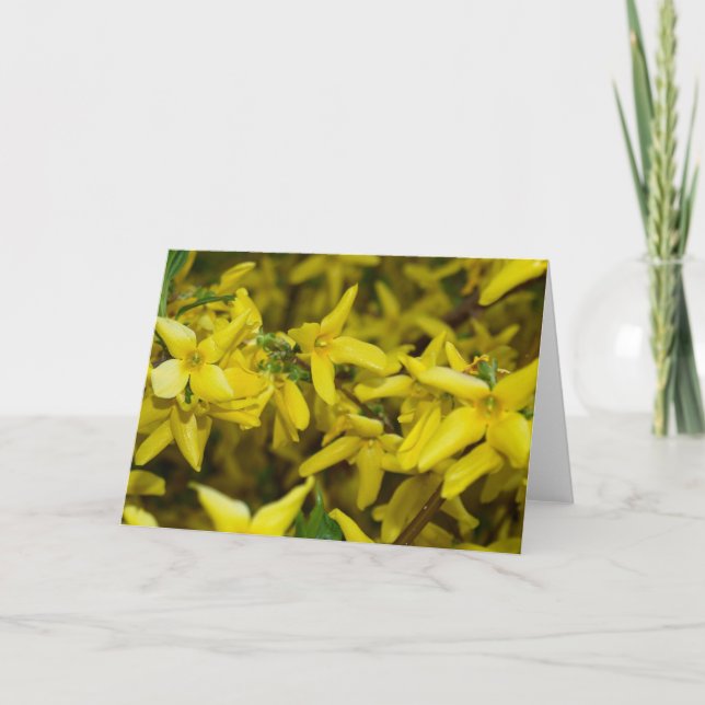 Forsythia Greeting Card (Front)