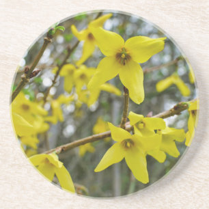 Forsythia in Springtime Coaster