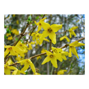 Forsythia in Springtime Photo Print