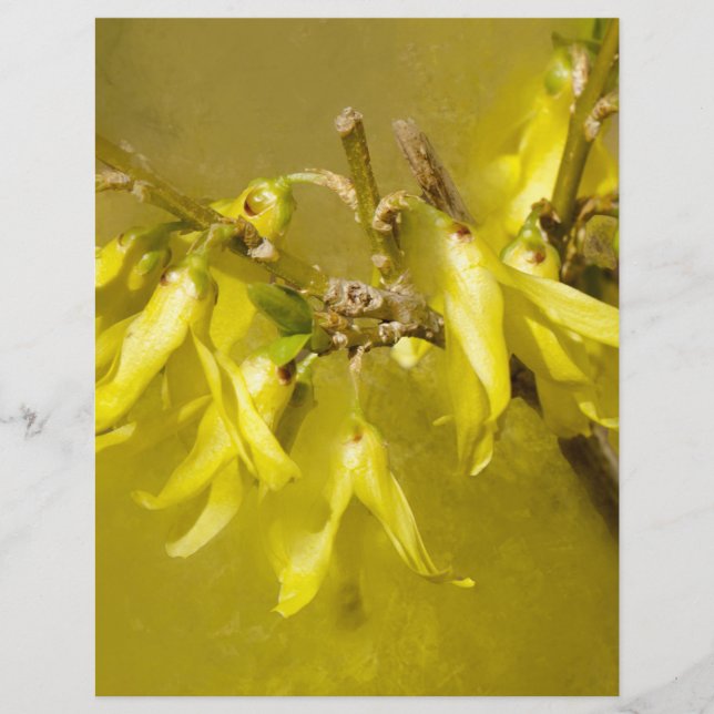 Forsythia - Springtime Sunshine (Front)