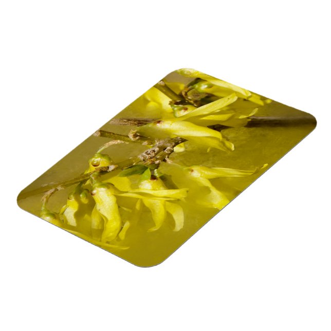 Forsythia - Springtime Sunshine Magnet (Left Side)