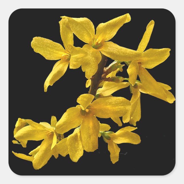 Forsythia Stickers (Front)