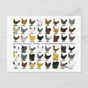 Forty-eight Hen Promo Postcard