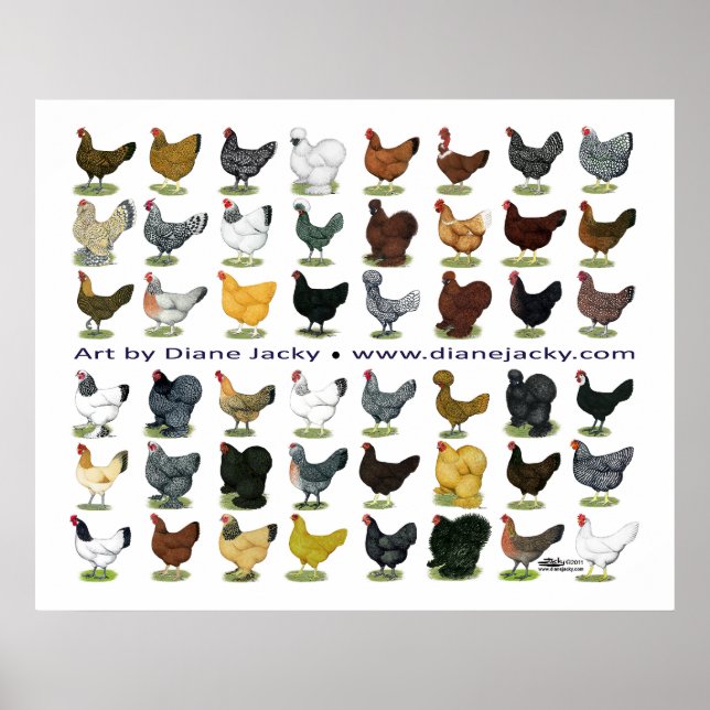 Forty-eight Hen Promo Poster (Front)