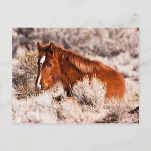 Forty Winks Postcard