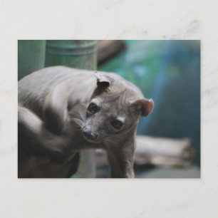 Fossa Postcard