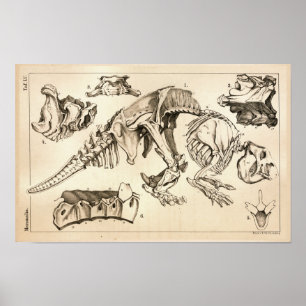 Fossil Bones Skeleton Animal Anatomy Print