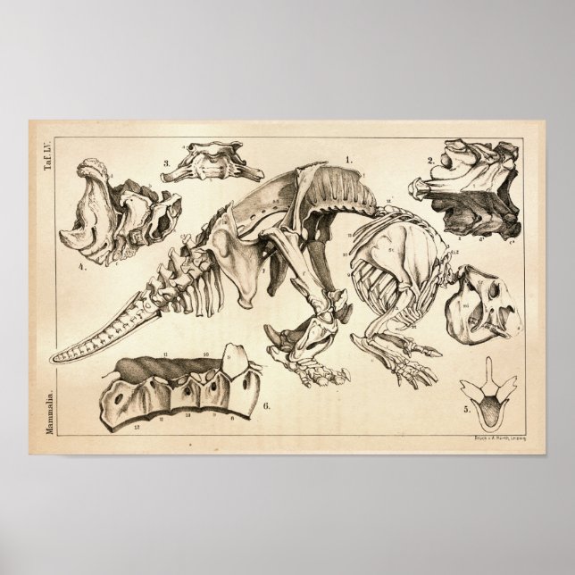 Fossil Bones Skeleton Animal Anatomy Print (Front)