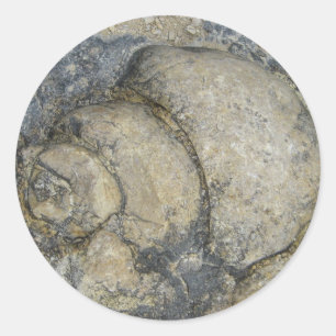 Fossil Classic Round Sticker