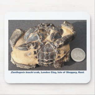 Fossil crab from the Eocene London Clay Mouse Mat
