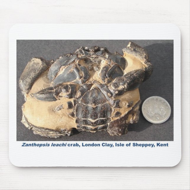 Fossil crab from the Eocene London Clay Mouse Mat (Front)