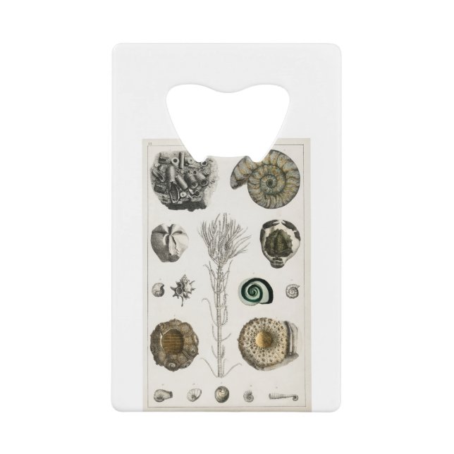 fossil, dinosaur, fossils, paleontology, geology, (Front)