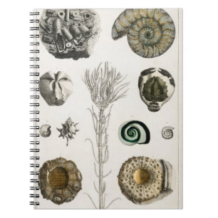 Fossil, Dinosaur, Fossils, Paleontology, Geology Notebook