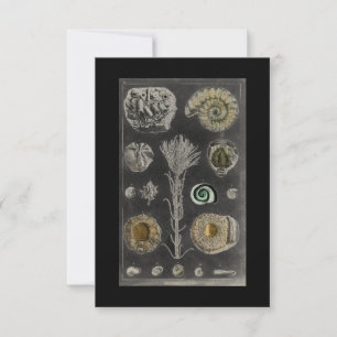Fossil, Dinosaur, Fossils, Paleontology, Geology RSVP Card