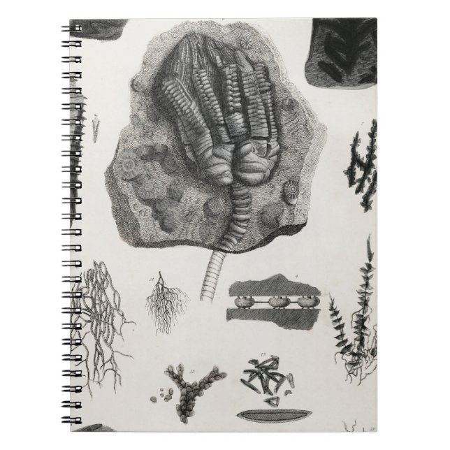fossil, dinosaur, paleontology, fossils, skull notebook (Front)