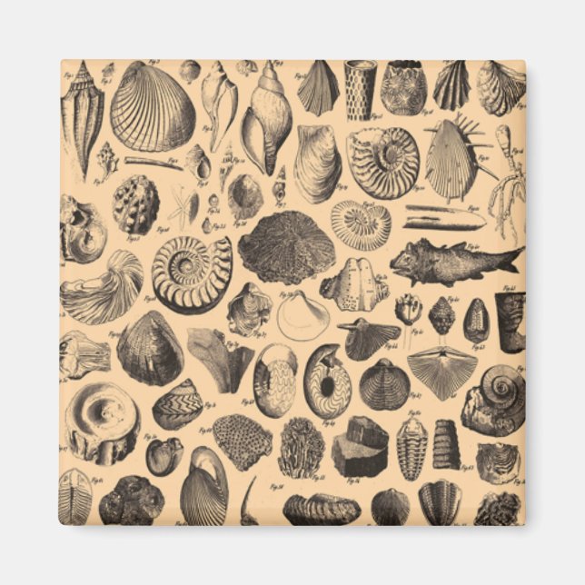 Fossil Fridge Magnet (Front)