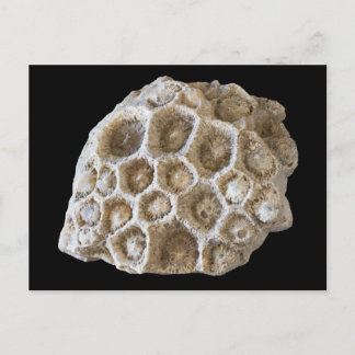 Fossilised Coral on Black Postcard