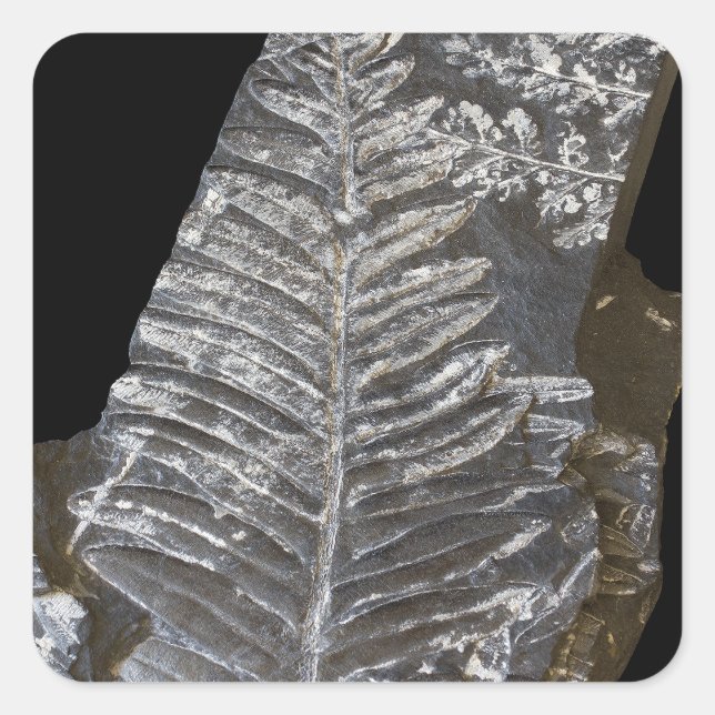 Fossilised Fern Leaves Photo on Black Square Sticker (Front)