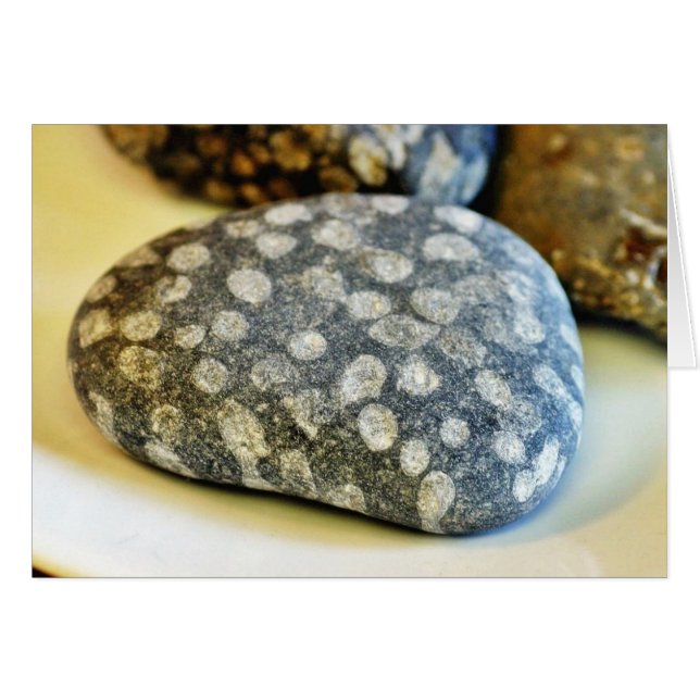 Fossils Rocks Coral (Front Horizontal)