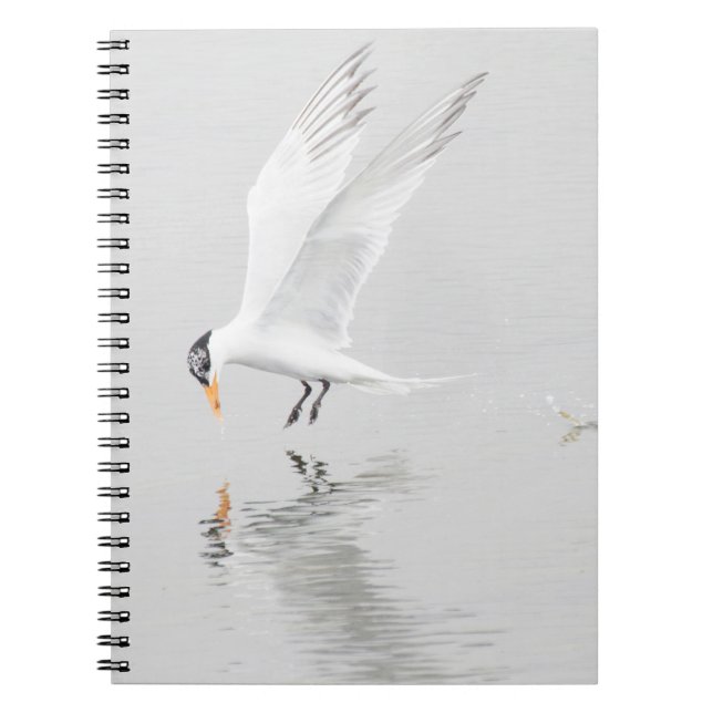 Foster's Tern in flight Notebook (Front)