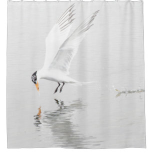 Foster's Tern in flight Shower Curtain