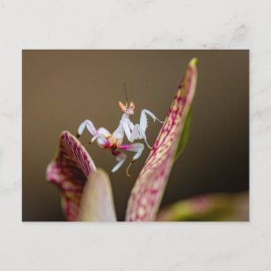 Foto einer jungen Orchideenmantis  Postcard