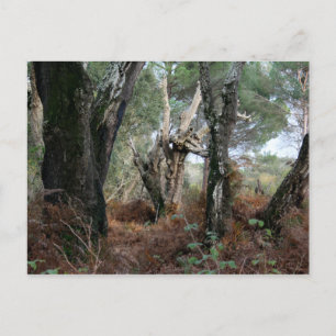Fotografía paisaje de alcornoques en Doñana Postcard