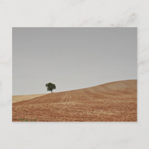 fotografias del Camino de santiago Postcard