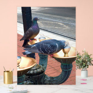 Fountain City Pigeons  Acrylic Sign