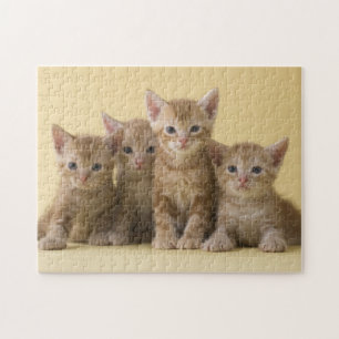 Four American Shorthair Kittens Jigsaw Puzzle