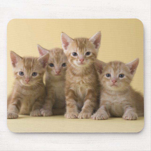 Four American Shorthair Kittens Mouse Mat (Front)
