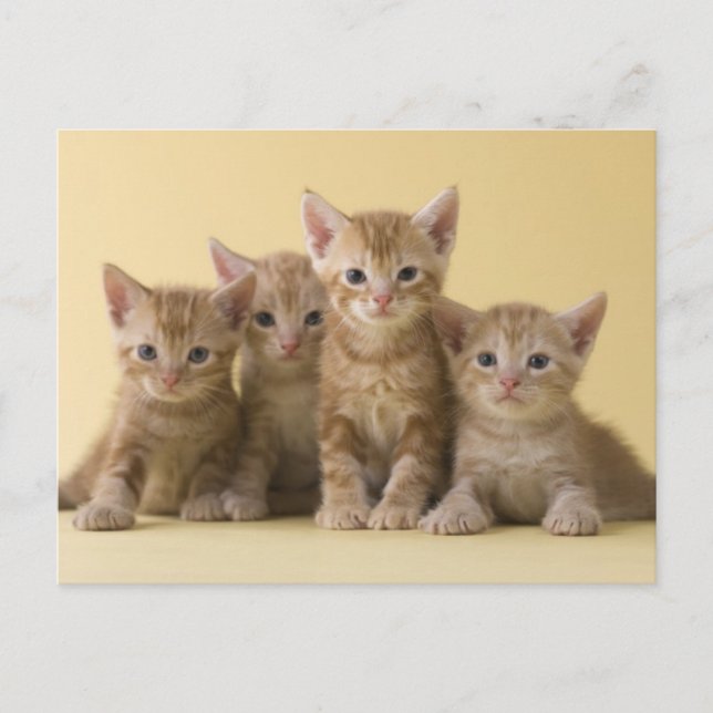 Four American Shorthair Kittens Postcard (Front)