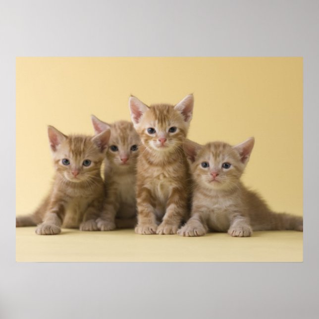 Four American Shorthair Kittens Poster (Front)