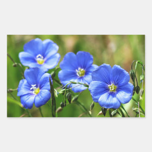 Four Beautiful Blue Wildflowers Bloom Kananaskis Rectangular Sticker