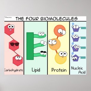 Four Biomolecules Poster