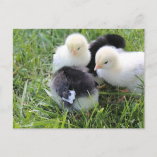 Four Black and Yellow Baby Chicken chicks Postcard