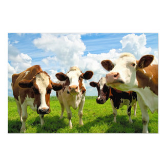 Four chatting cows photo print