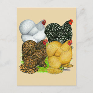 Four Cochin Hens Postcard