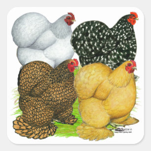 Four Cochin Hens Square Sticker