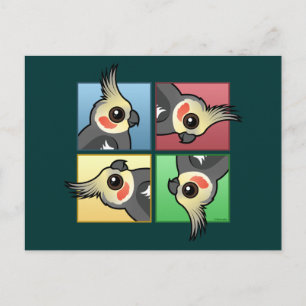 Four Colour Cockatiel Postcard