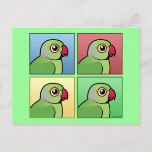 Four Colour Rose-ringed Parakeet Postcard