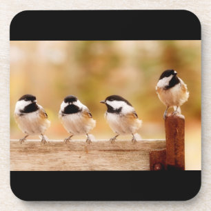 Four Cute Chickadees Coaster