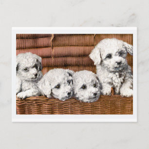"Four Cute Puppies" Vintage Dogs Postcard