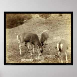 Four Deer Eating in Hot Springs SD 1891 Poster