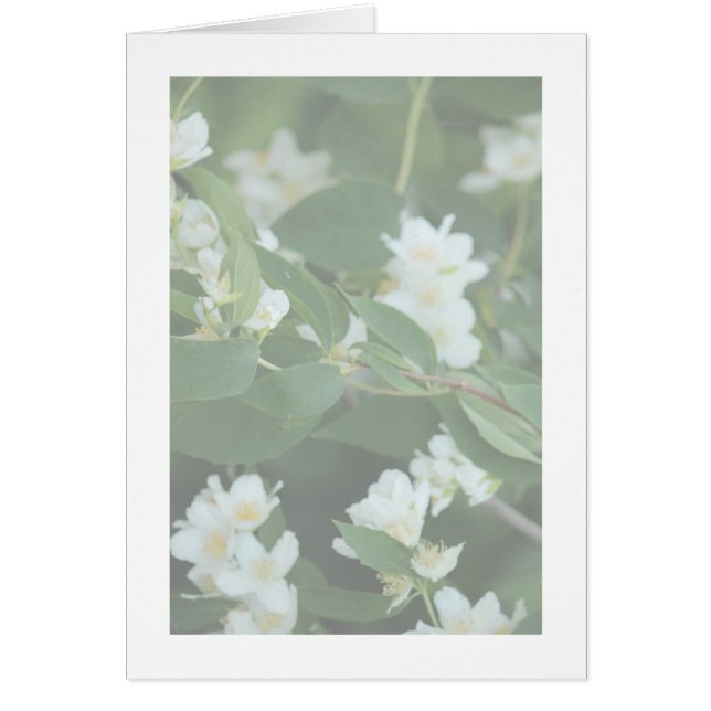 Four Dollars (Front)